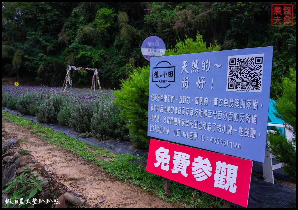 植小田薰衣草田|苗栗三灣薰衣草盛開澳洲茶樹也開花了/免費參觀 @假日農夫愛趴趴照