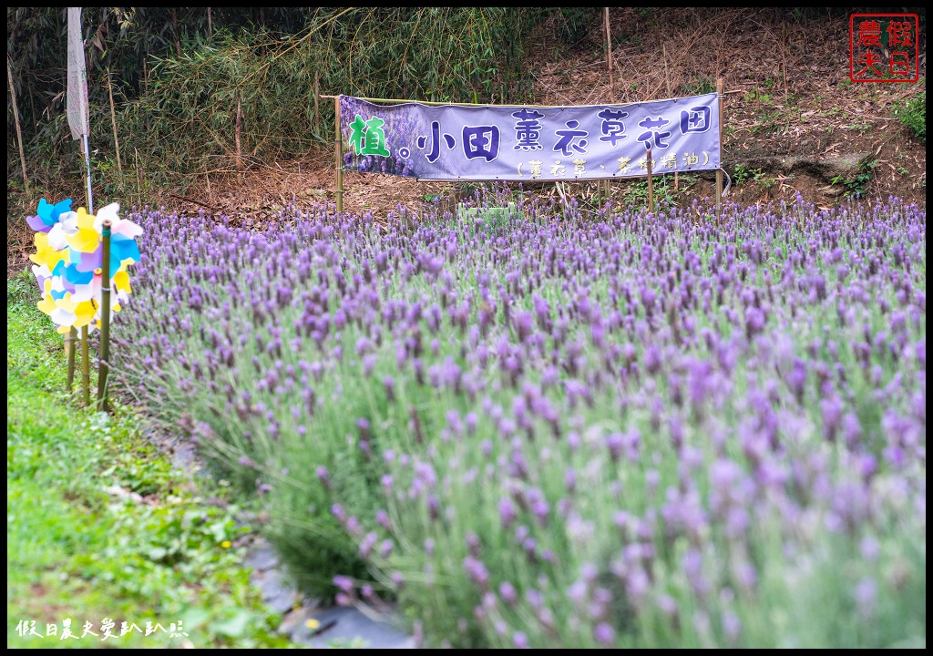 植小田薰衣草田|苗栗三灣薰衣草盛開澳洲茶樹也開花了/免費參觀 @假日農夫愛趴趴照