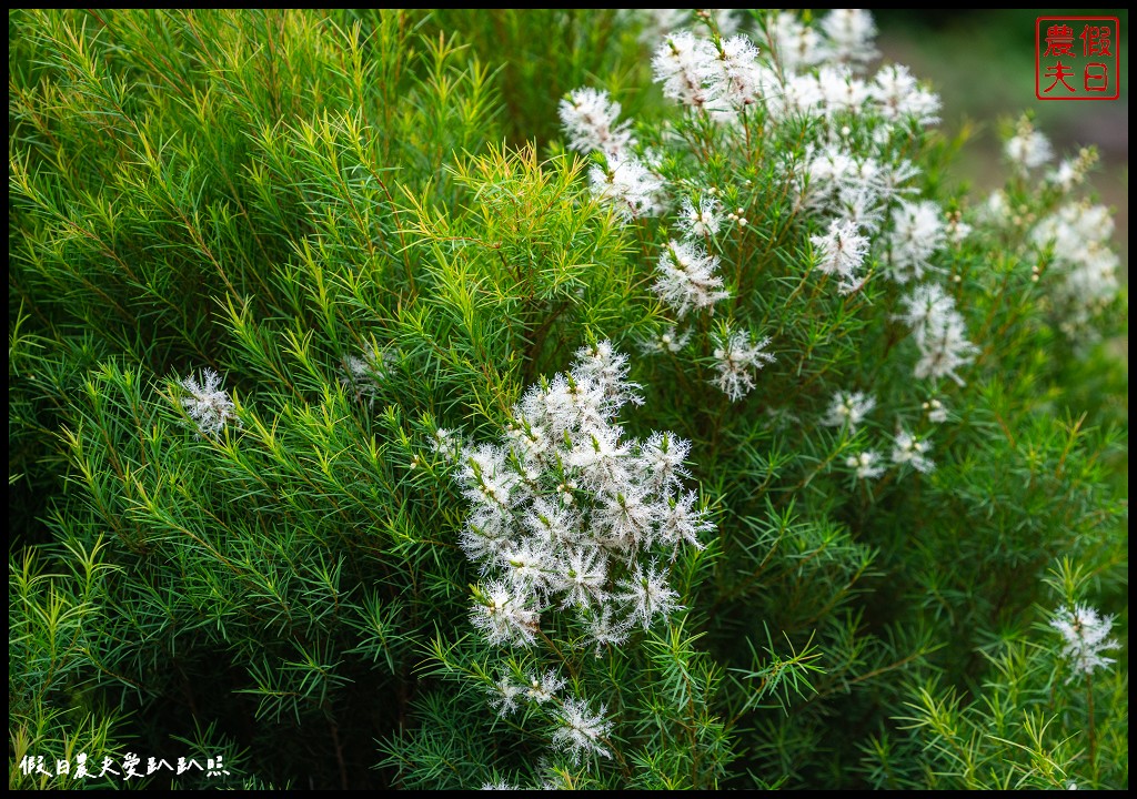 植小田薰衣草田|苗栗三灣薰衣草盛開澳洲茶樹也開花了/免費參觀 @假日農夫愛趴趴照