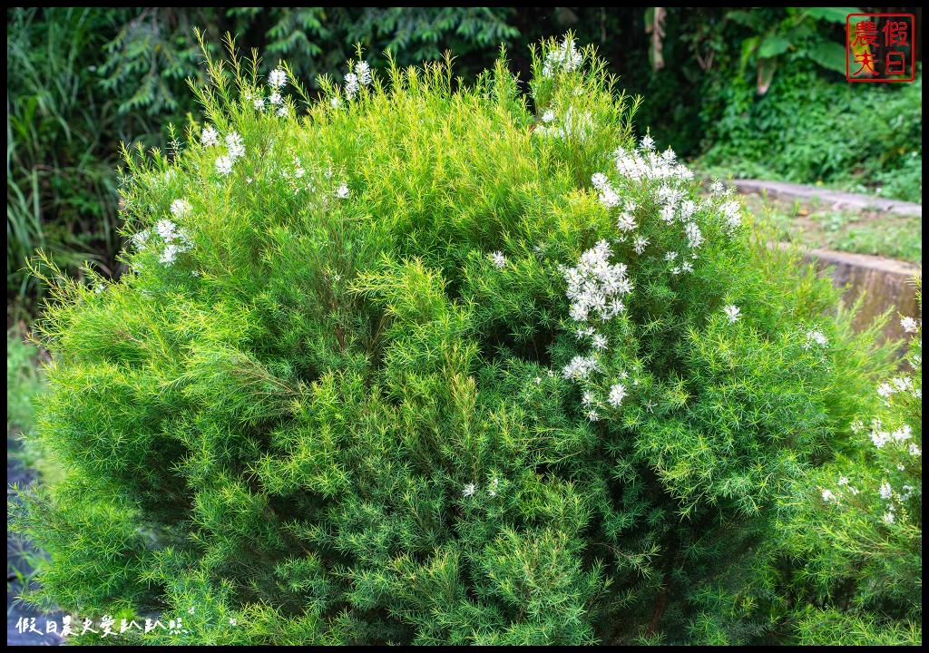 植小田薰衣草田|苗栗三灣薰衣草盛開澳洲茶樹也開花了/免費參觀 @假日農夫愛趴趴照