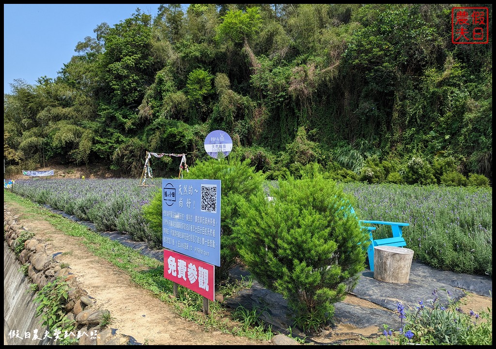 植小田薰衣草田|苗栗三灣薰衣草盛開澳洲茶樹也開花了/免費參觀 @假日農夫愛趴趴照