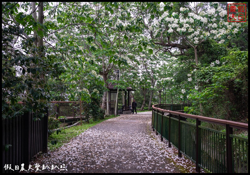 可以桐花和高鐵一起入鏡的外埔水流東桐花步道|虎腳庄農夫市集觀景台稻田彩繪 @假日農夫愛趴趴照