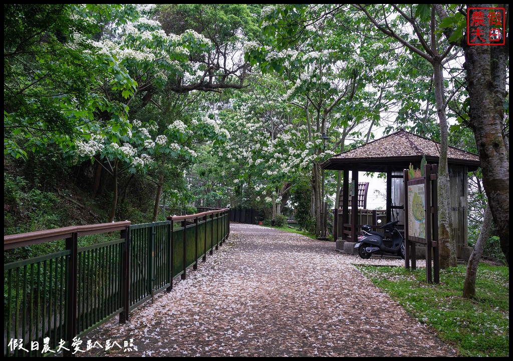 可以桐花和高鐵一起入鏡的外埔水流東桐花步道|虎腳庄農夫市集觀景台稻田彩繪 @假日農夫愛趴趴照