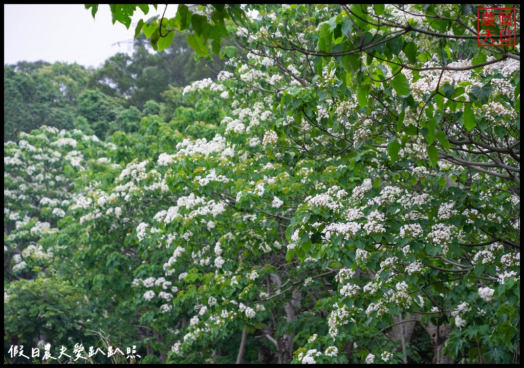 可以桐花和高鐵一起入鏡的外埔水流東桐花步道|虎腳庄農夫市集觀景台稻田彩繪 @假日農夫愛趴趴照