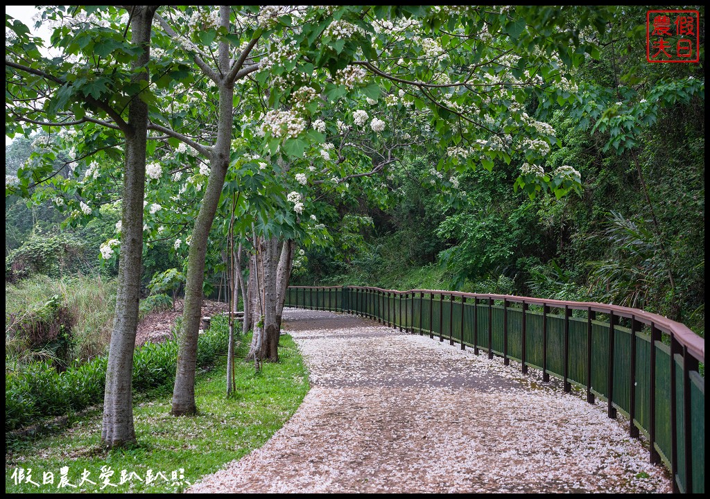 可以桐花和高鐵一起入鏡的外埔水流東桐花步道|虎腳庄農夫市集觀景台稻田彩繪 @假日農夫愛趴趴照