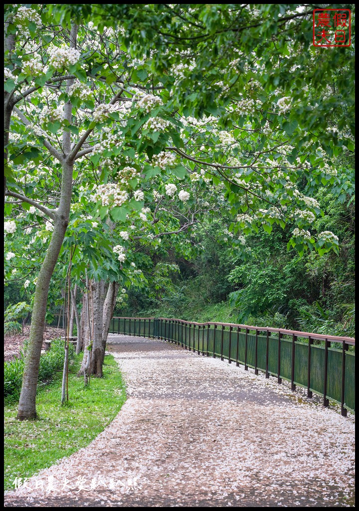 可以桐花和高鐵一起入鏡的外埔水流東桐花步道|虎腳庄農夫市集觀景台稻田彩繪 @假日農夫愛趴趴照