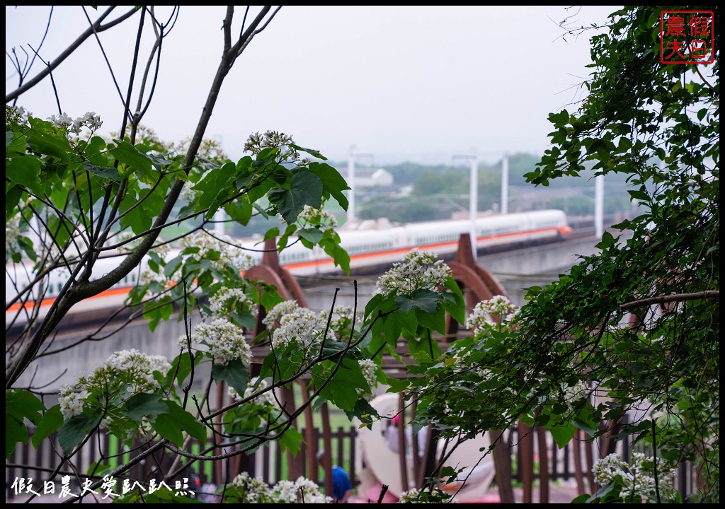 可以桐花和高鐵一起入鏡的外埔水流東桐花步道|虎腳庄農夫市集觀景台稻田彩繪 @假日農夫愛趴趴照