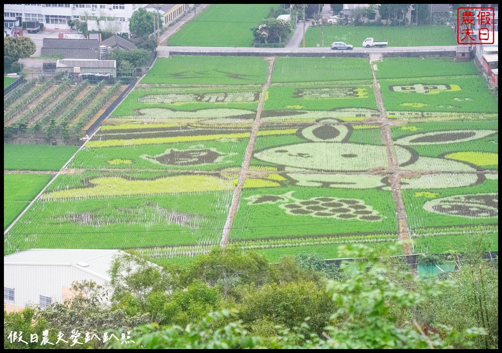 可以桐花和高鐵一起入鏡的外埔水流東桐花步道|虎腳庄農夫市集觀景台稻田彩繪 @假日農夫愛趴趴照