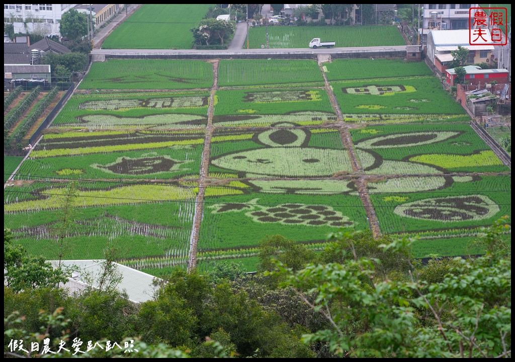 可以桐花和高鐵一起入鏡的外埔水流東桐花步道|虎腳庄農夫市集觀景台稻田彩繪 @假日農夫愛趴趴照