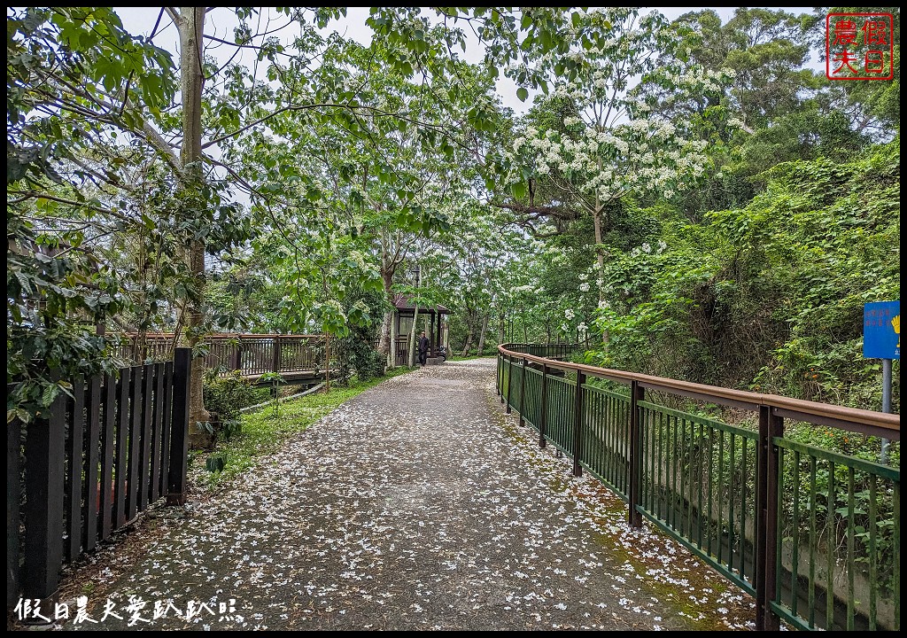 可以桐花和高鐵一起入鏡的外埔水流東桐花步道|虎腳庄農夫市集觀景台稻田彩繪 @假日農夫愛趴趴照