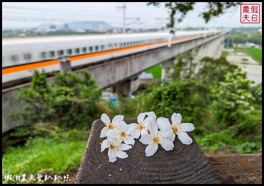 可以桐花和高鐵一起入鏡的外埔水流東桐花步道|虎腳庄農夫市集觀景台稻田彩繪 @假日農夫愛趴趴照