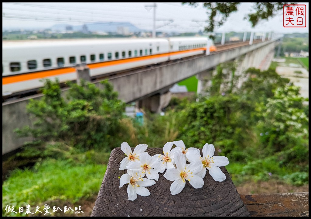 可以桐花和高鐵一起入鏡的外埔水流東桐花步道|虎腳庄農夫市集觀景台稻田彩繪 @假日農夫愛趴趴照