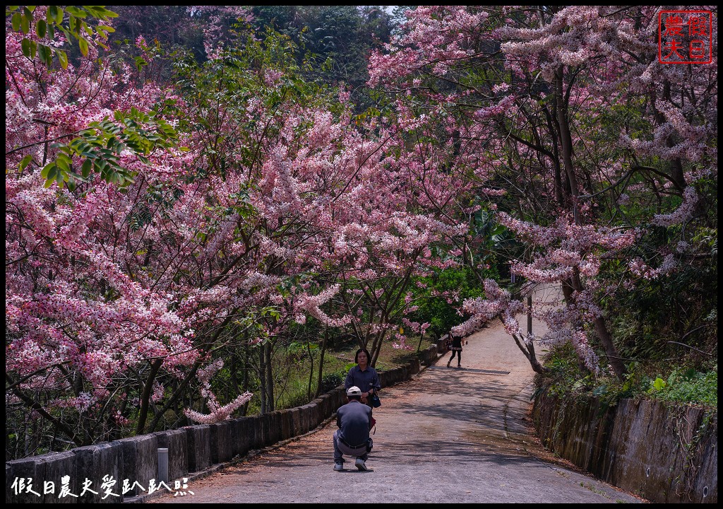 嘉義竹崎花旗木秘境|阿拉伯的粉紅村，花旗木爆開免費賞花 @假日農夫愛趴趴照