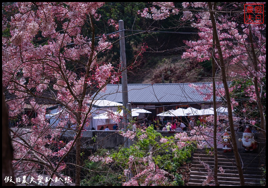 嘉義竹崎花旗木秘境|阿拉伯的粉紅村，花旗木爆開免費賞花 @假日農夫愛趴趴照