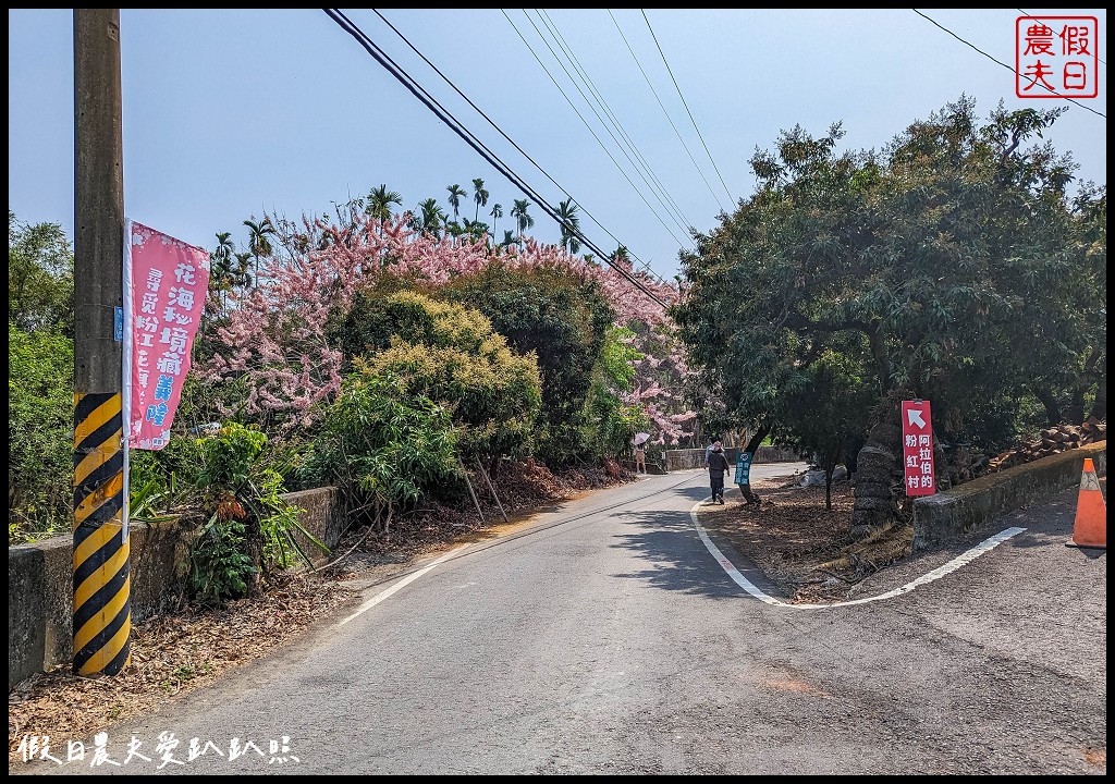 嘉義竹崎花旗木秘境|阿拉伯的粉紅村，花旗木爆開免費賞花 @假日農夫愛趴趴照