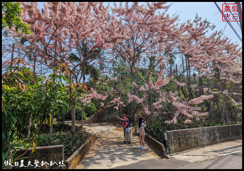 嘉義竹崎花旗木秘境|阿拉伯的粉紅村，花旗木爆開免費賞花 @假日農夫愛趴趴照