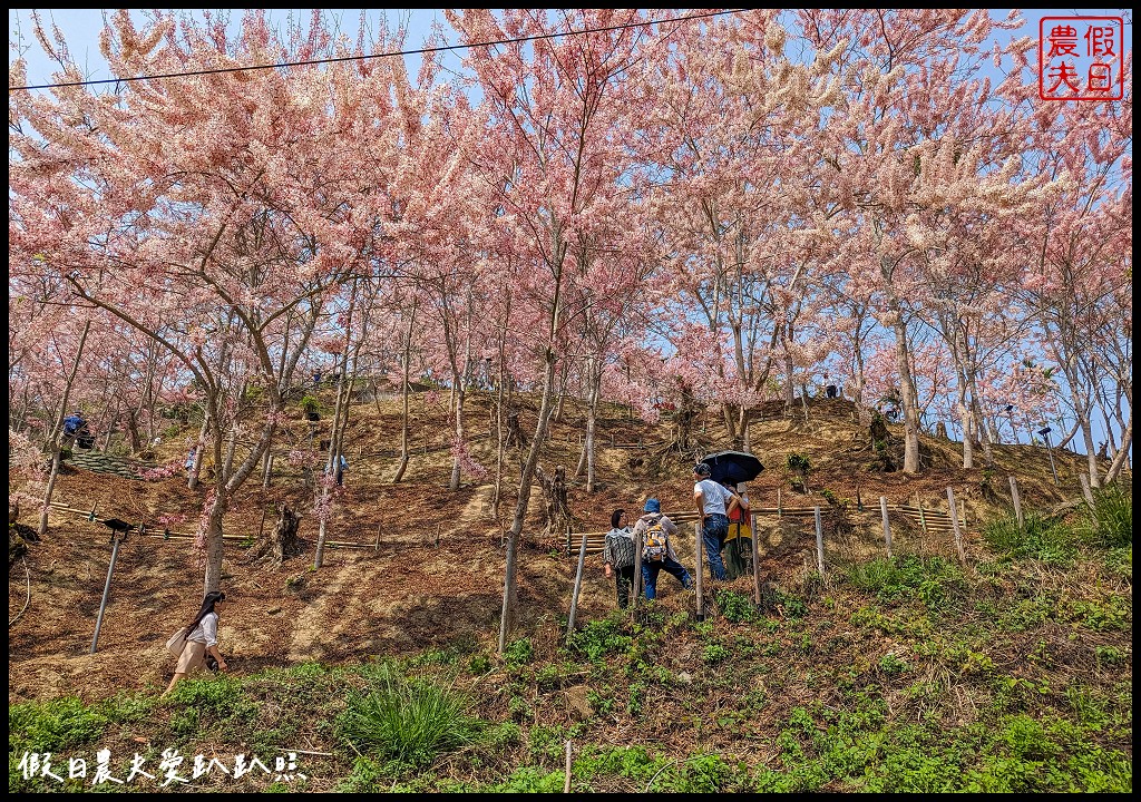 嘉義竹崎花旗木秘境|阿拉伯的粉紅村，花旗木爆開免費賞花 @假日農夫愛趴趴照