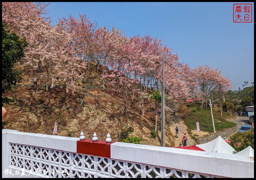 嘉義竹崎花旗木秘境|阿拉伯的粉紅村，花旗木爆開免費賞花 @假日農夫愛趴趴照