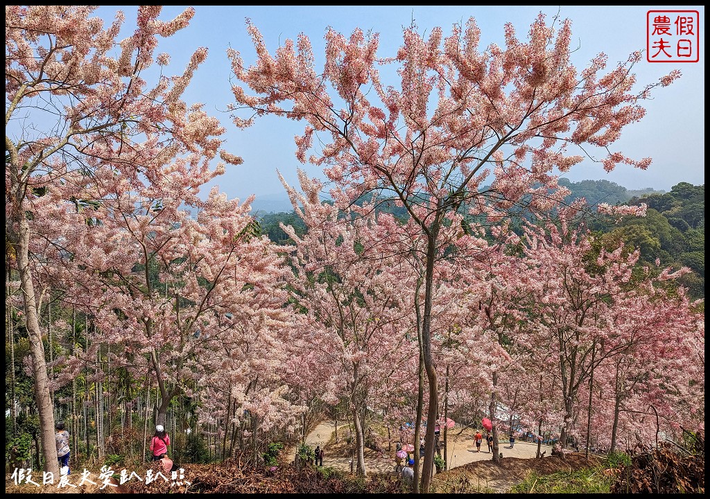 嘉義竹崎花旗木秘境|阿拉伯的粉紅村，花旗木爆開免費賞花 @假日農夫愛趴趴照