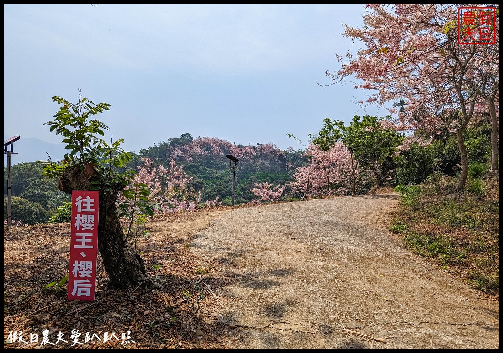 嘉義竹崎花旗木秘境|阿拉伯的粉紅村，花旗木爆開免費賞花 @假日農夫愛趴趴照