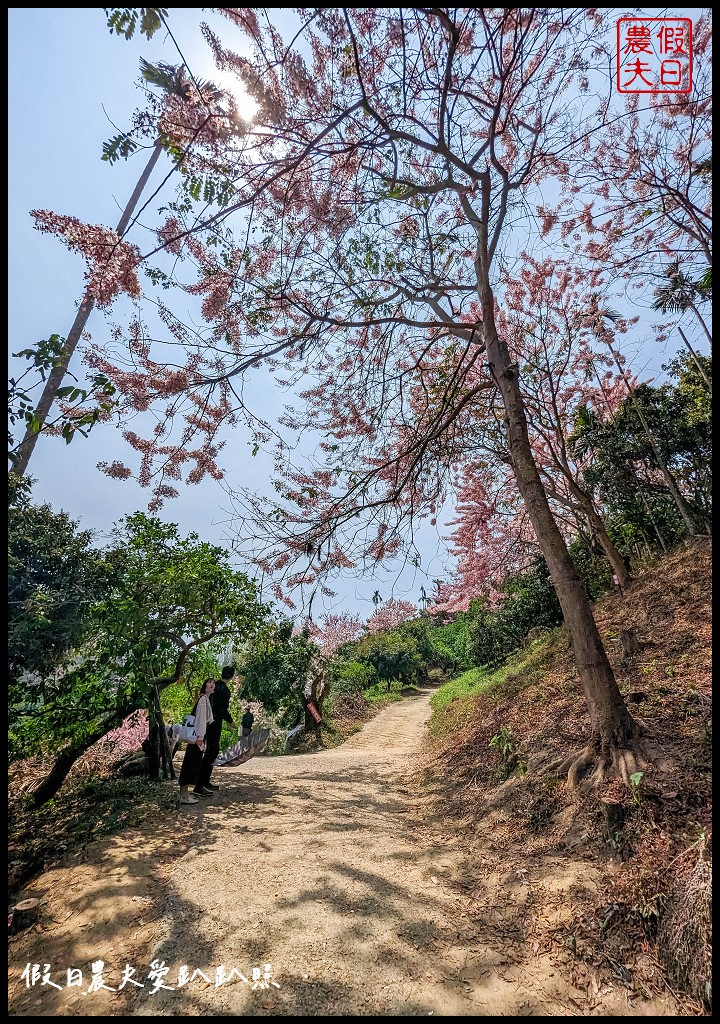 嘉義竹崎花旗木秘境|阿拉伯的粉紅村，花旗木爆開免費賞花 @假日農夫愛趴趴照