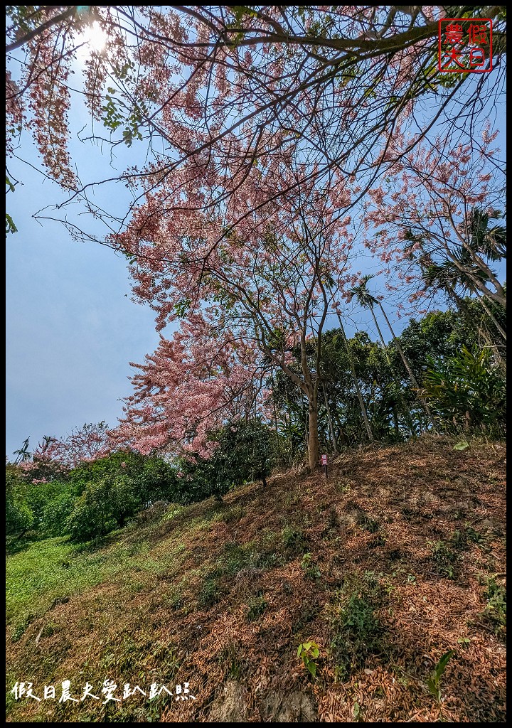 嘉義竹崎花旗木秘境|阿拉伯的粉紅村，花旗木爆開免費賞花 @假日農夫愛趴趴照