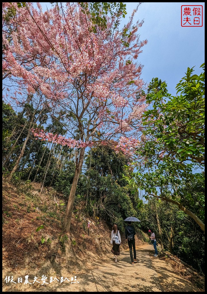 嘉義竹崎花旗木秘境|阿拉伯的粉紅村，花旗木爆開免費賞花 @假日農夫愛趴趴照