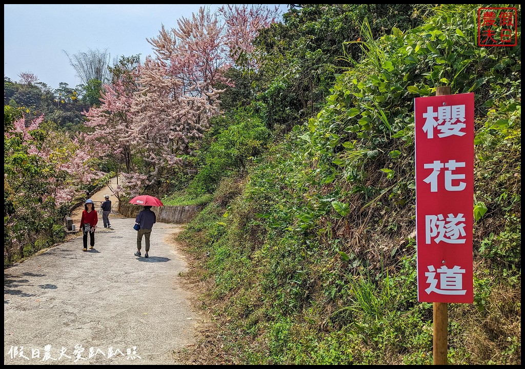 嘉義竹崎花旗木秘境|阿拉伯的粉紅村，花旗木爆開免費賞花 @假日農夫愛趴趴照