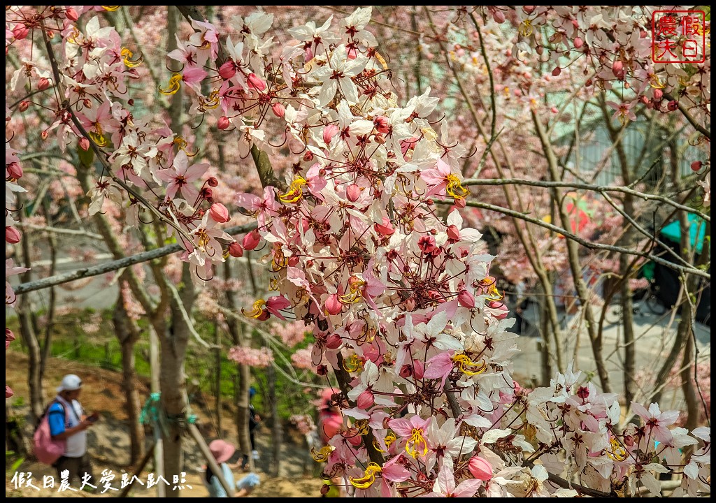 嘉義竹崎花旗木秘境|阿拉伯的粉紅村，花旗木爆開免費賞花 @假日農夫愛趴趴照