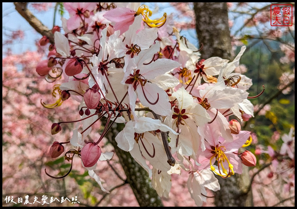 嘉義竹崎花旗木秘境|阿拉伯的粉紅村，花旗木爆開免費賞花 @假日農夫愛趴趴照