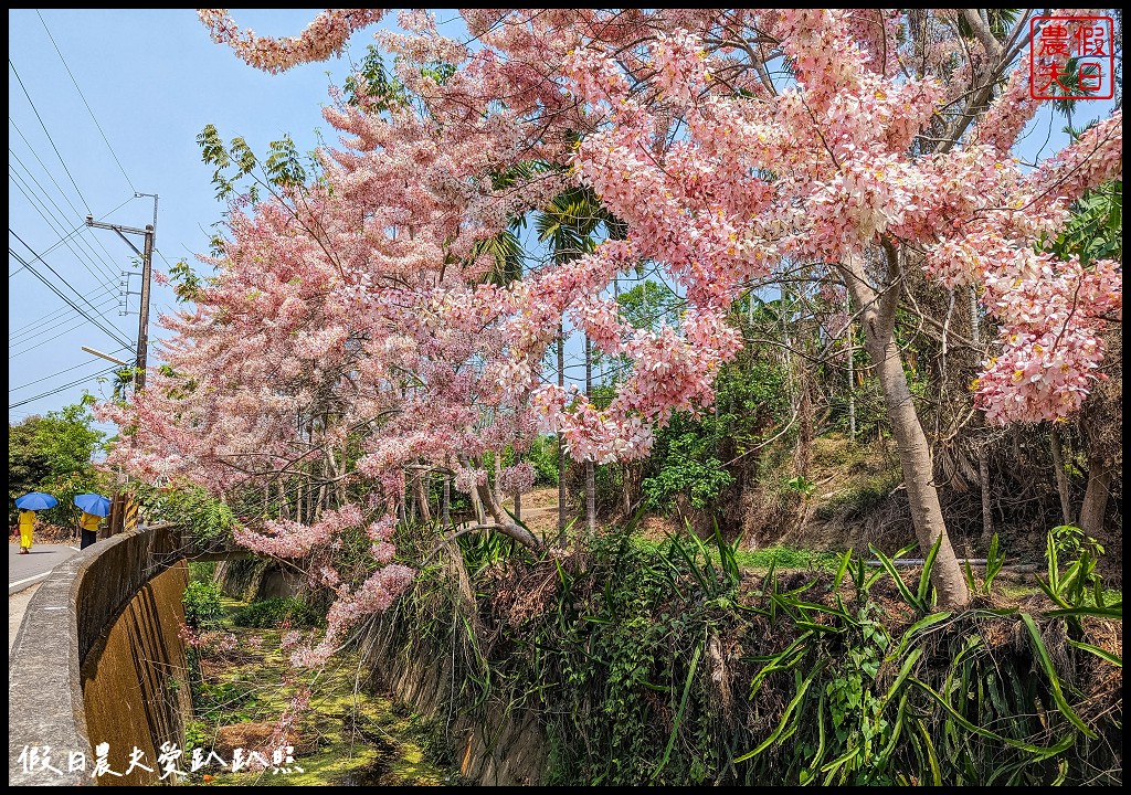 嘉義竹崎花旗木秘境|阿拉伯的粉紅村，花旗木爆開免費賞花 @假日農夫愛趴趴照