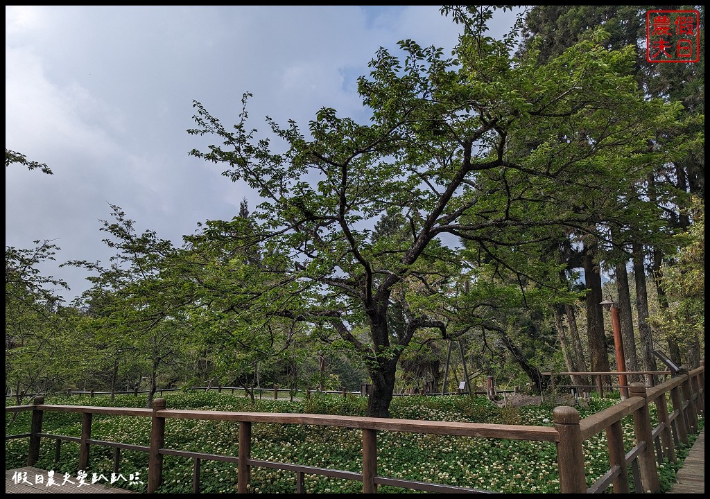 阿里山賓館|海拔最高頂級度假飯店．入住百年歷史元首行館/一泊二食/日落星空銀河 @假日農夫愛趴趴照