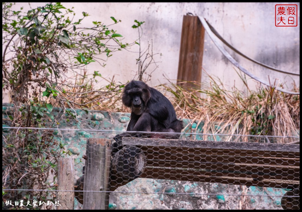 壽山動物園|空中廊道 導覽小火車 兒童牧場 鹿園 鳥園 狐獴/門票預約 @假日農夫愛趴趴照