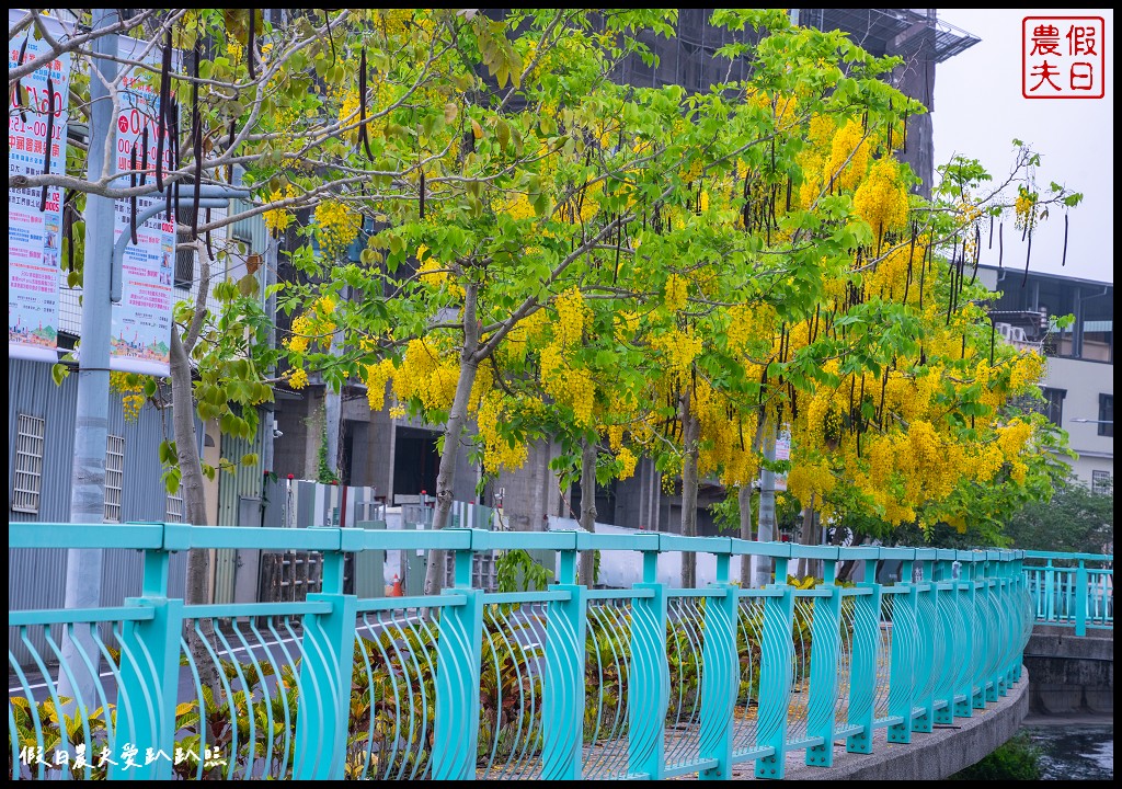 福崗路阿勃勒|黃澄澄的阿勃勒搭配蒂芙妮藍的欄杆超浪漫 @假日農夫愛趴趴照