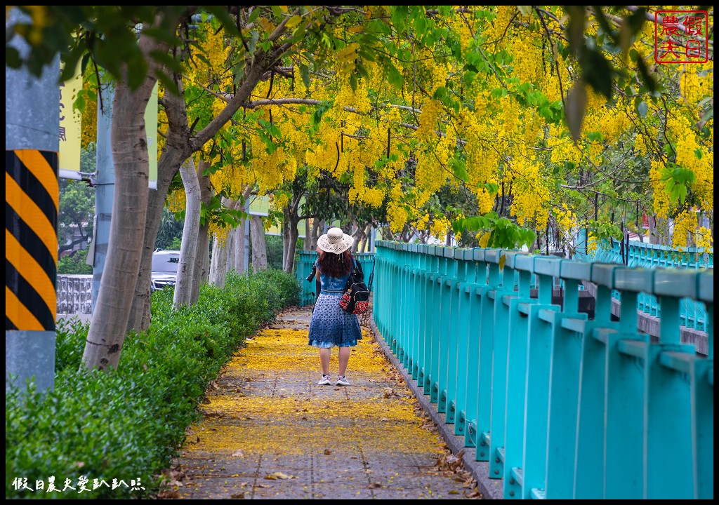 福崗路阿勃勒|黃澄澄的阿勃勒搭配蒂芙妮藍的欄杆超浪漫 @假日農夫愛趴趴照