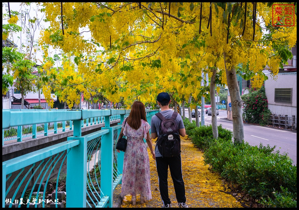 福崗路阿勃勒|黃澄澄的阿勃勒搭配蒂芙妮藍的欄杆超浪漫 @假日農夫愛趴趴照