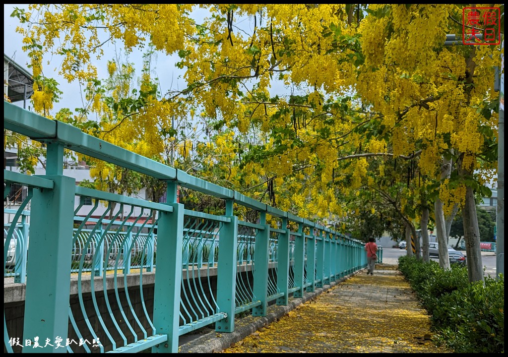 福崗路阿勃勒|黃澄澄的阿勃勒搭配蒂芙妮藍的欄杆超浪漫 @假日農夫愛趴趴照