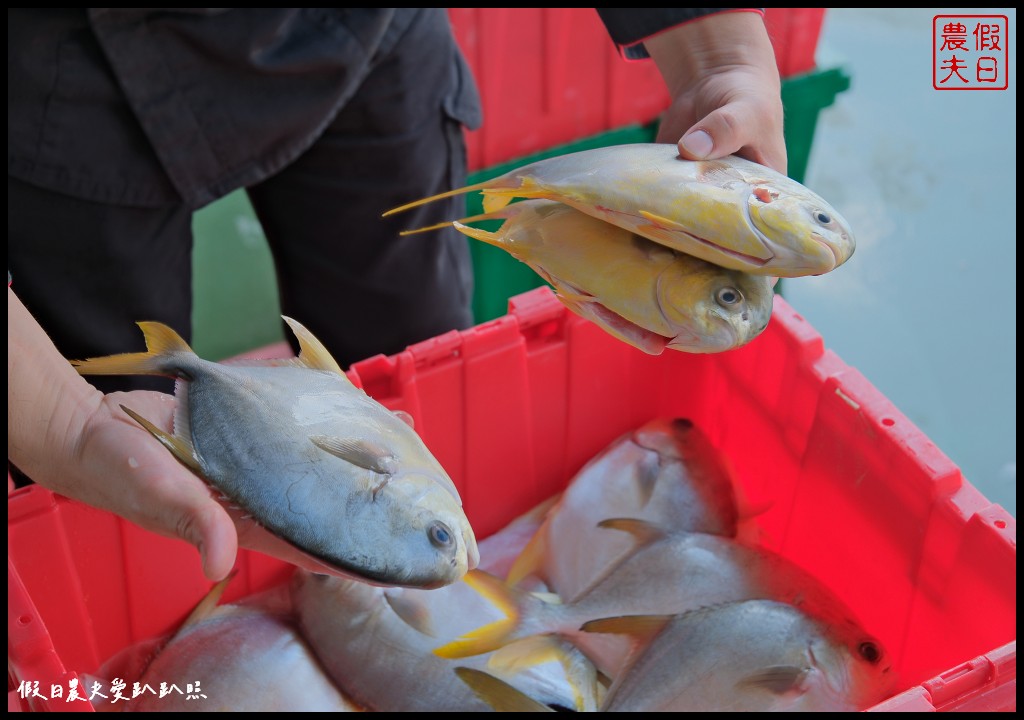 台中人氣吃到飽推薦|潮港城太陽百匯．魚市場海鮮直送/釜山海鮮季．四人同行送巨無霸泰國蝦 @假日農夫愛趴趴照