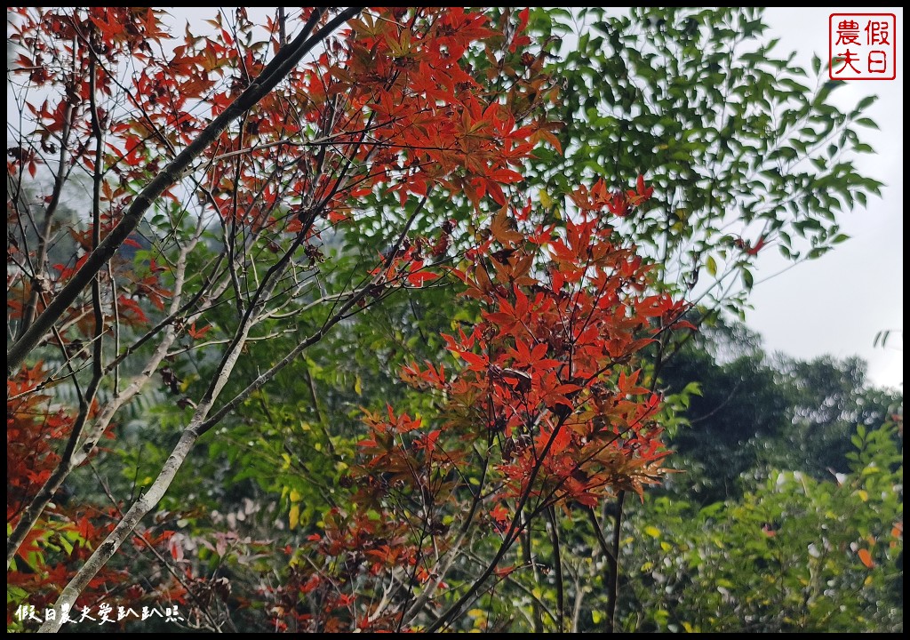 聞著咖啡香去旅行|瑞里印象區咖啡民宿×圓潭自然生態園區×太興岩步道 @假日農夫愛趴趴照