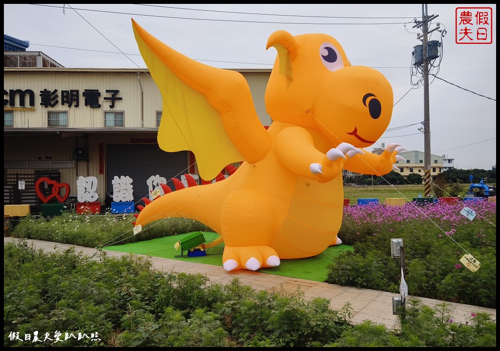 彰明電子花海聖誕燈|白天賞波斯菊花海晚上賞聖誕燈 @假日農夫愛趴趴照