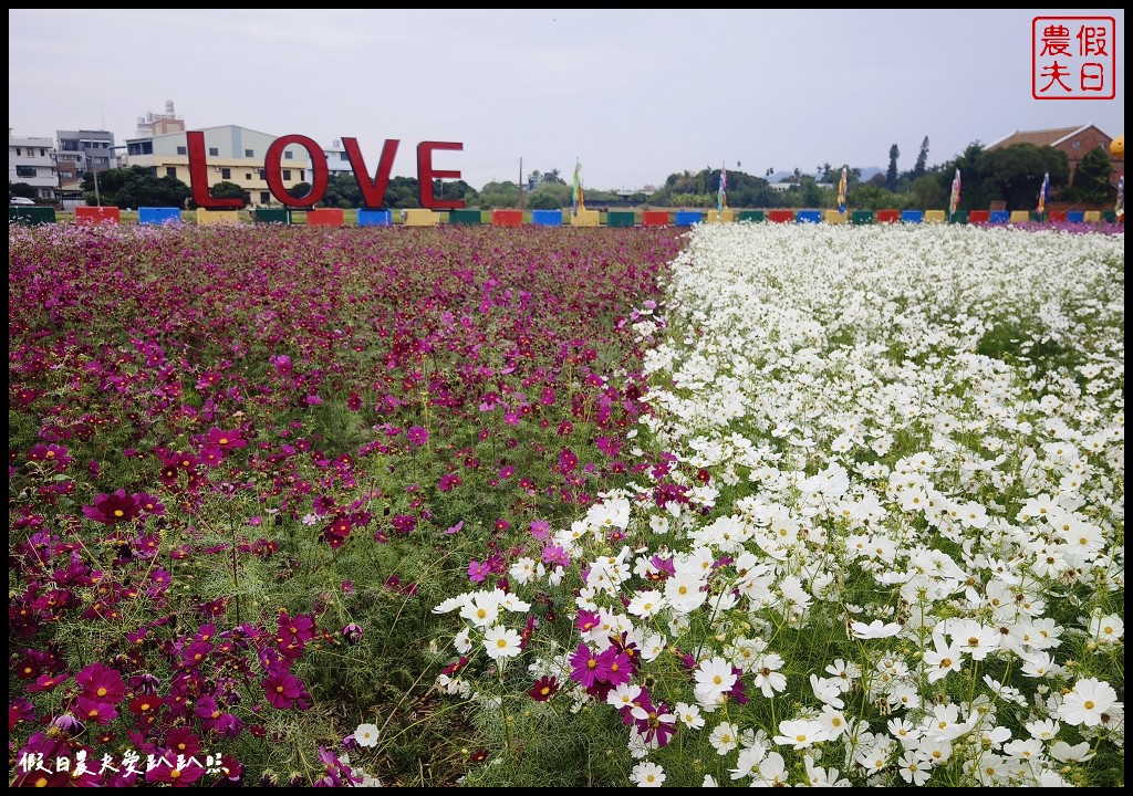 彰明電子花海聖誕燈|白天賞波斯菊花海晚上賞聖誕燈 @假日農夫愛趴趴照