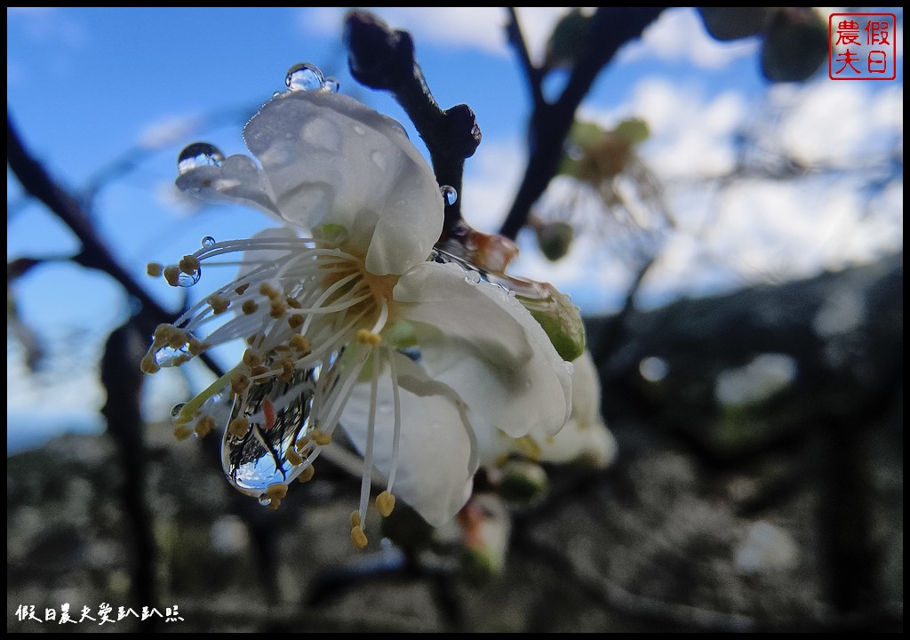 南投美食|古早味和社蚵仔嗲．賞梅賞櫻泡溫泉後平價美味好選擇 @假日農夫愛趴趴照