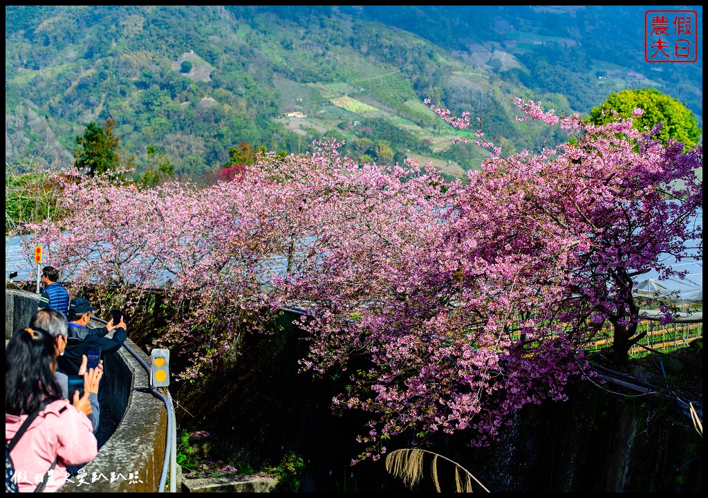 櫻花懶人包|全台賞櫻地點大集合．賞花時間/武陵農場/福壽山農場/阿里山 @假日農夫愛趴趴照