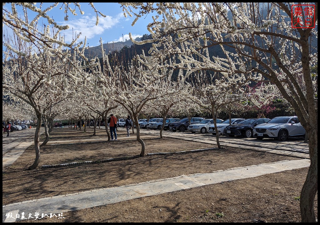 2024草坪頭櫻花季|白茫茫的李花盛開化身為最美的停車場必訪/櫻花慢慢盛開中 @假日農夫愛趴趴照