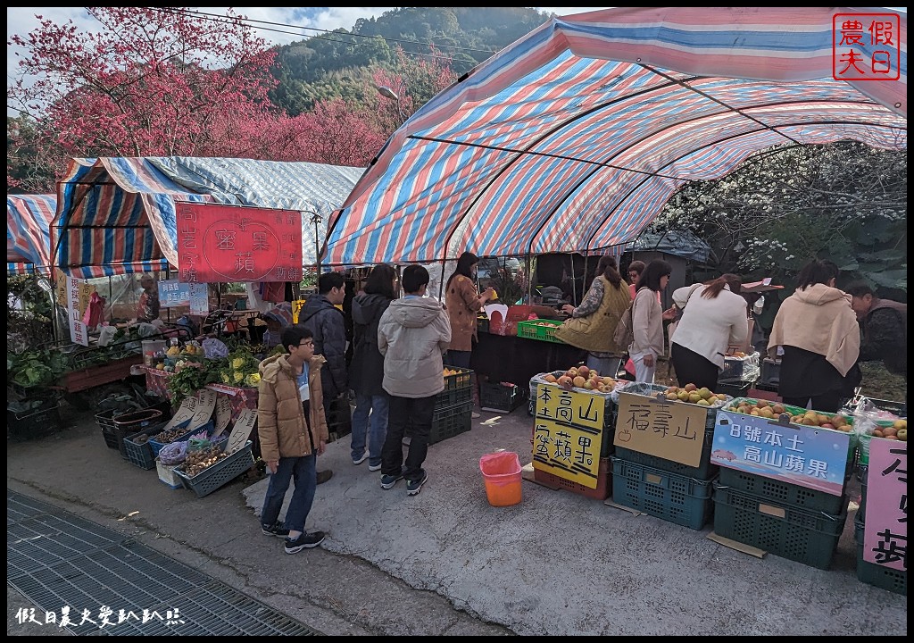 2024草坪頭櫻花季|白茫茫的李花盛開化身為最美的停車場必訪/櫻花慢慢盛開中 @假日農夫愛趴趴照