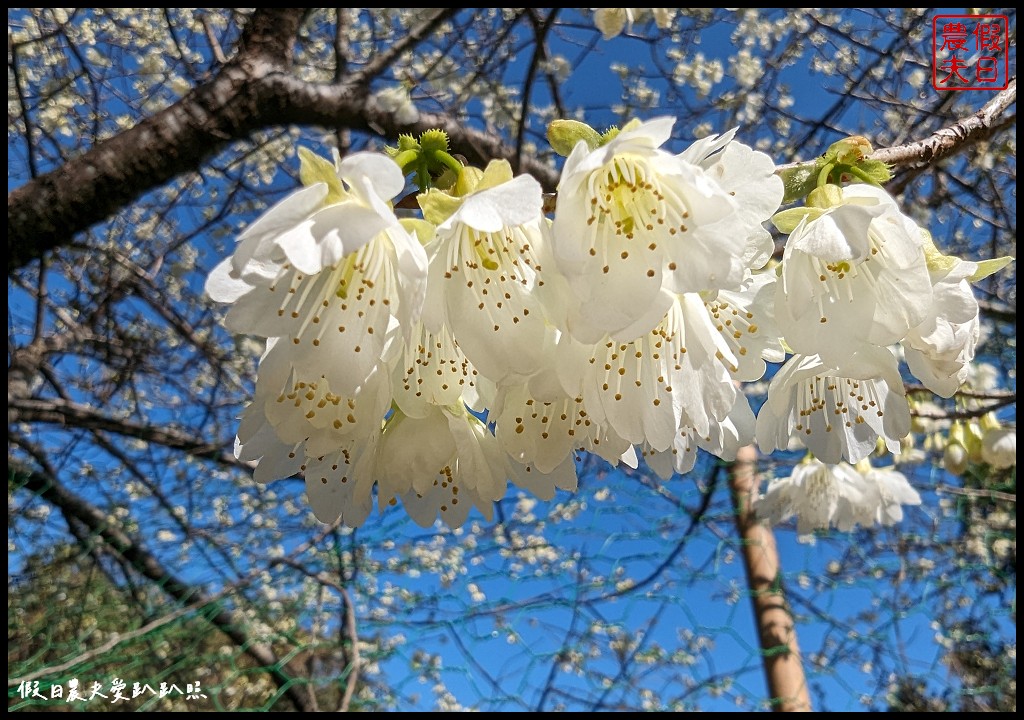 2024草坪頭櫻花季|白茫茫的李花盛開化身為最美的停車場必訪/櫻花慢慢盛開中 @假日農夫愛趴趴照