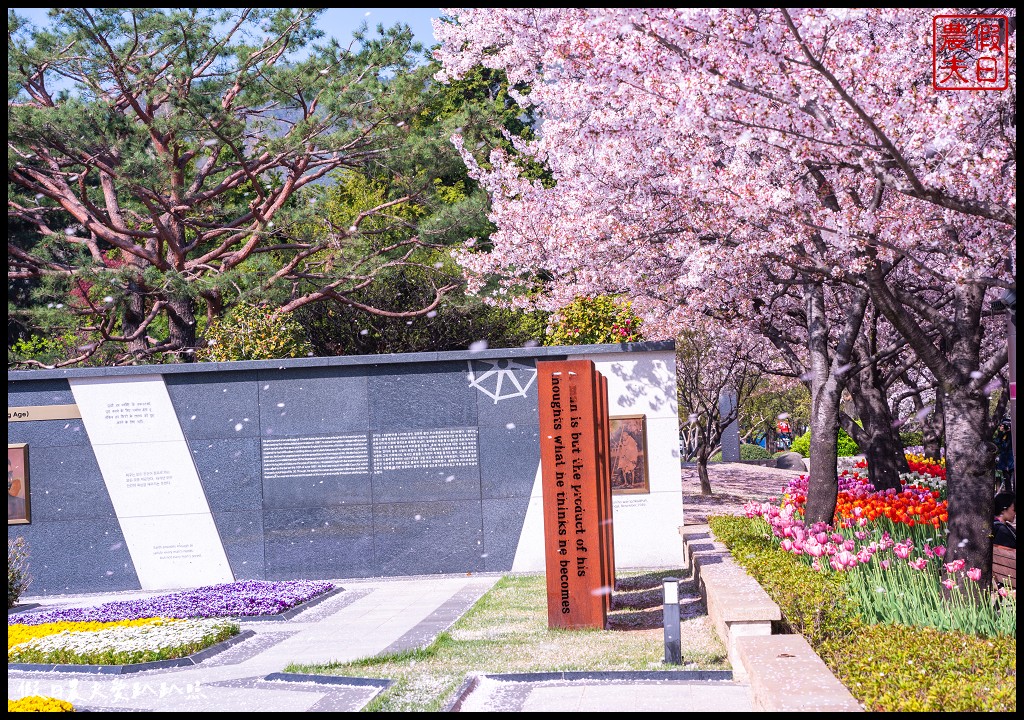 釜山賞櫻景點|金海市蓮池公園．櫻花樹下還有漂亮的鬱金香超美 @假日農夫愛趴趴照