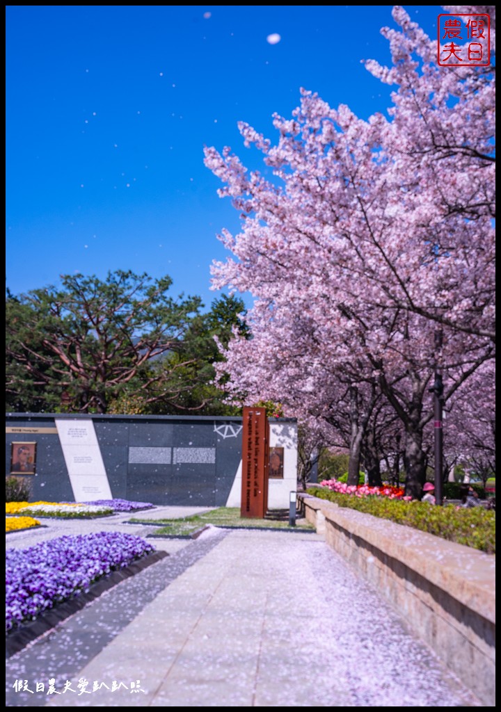 釜山賞櫻景點|金海市蓮池公園．櫻花樹下還有漂亮的鬱金香超美 @假日農夫愛趴趴照