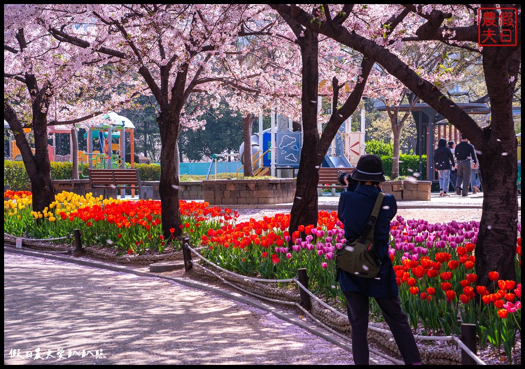 釜山賞櫻景點|金海市蓮池公園．櫻花樹下還有漂亮的鬱金香超美 @假日農夫愛趴趴照