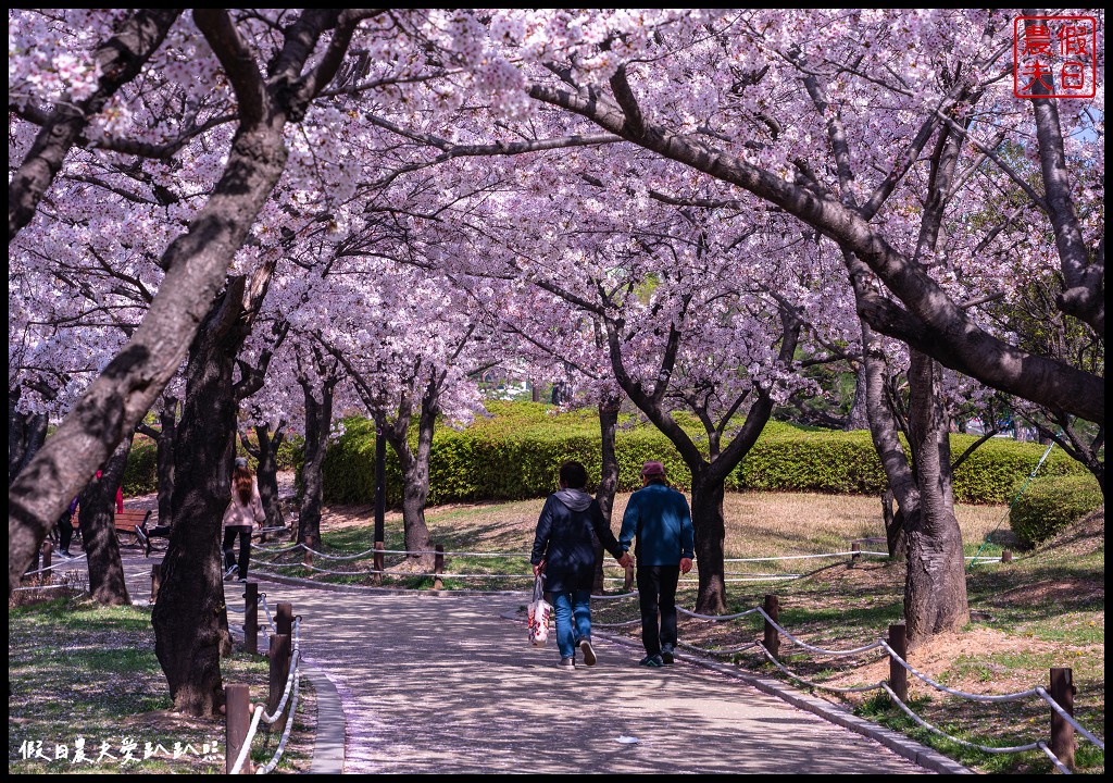 釜山賞櫻景點|金海市蓮池公園．櫻花樹下還有漂亮的鬱金香超美 @假日農夫愛趴趴照